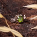 انگشتر زبرجد مردانه کد 5734