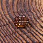 نگین کوارتز کد 11201